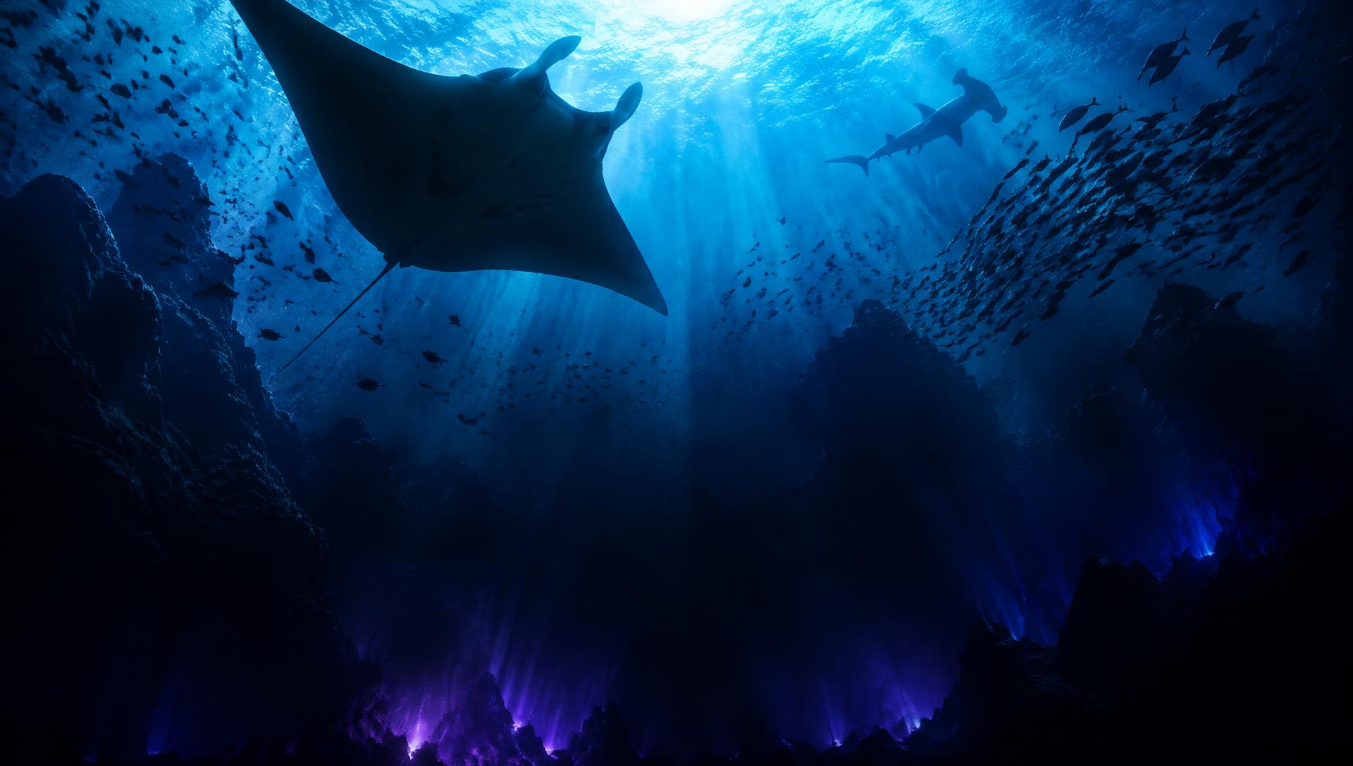 Manta ray and hammerhead gliding through sunlit deep water
